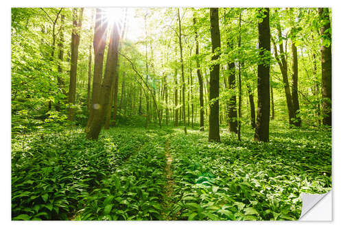 Wandsticker Sonnen geflutete grüne Waldlandschaft