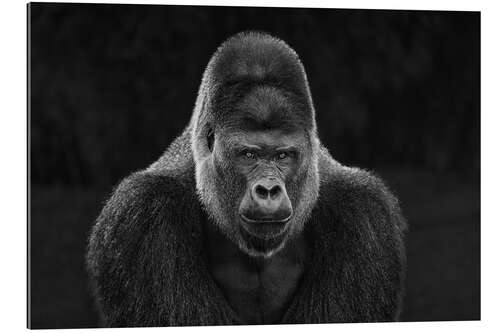 Quadro em plexi-alumínio Portrait of a Gorilla