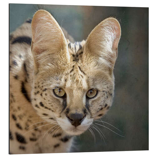 Tableau en aluminium Serval attentif