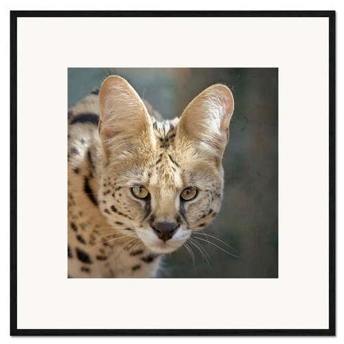 Impresión de arte enmarcada  serval 