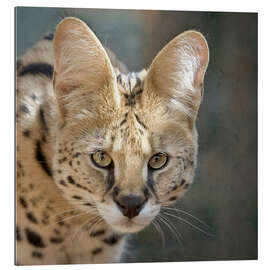 Galleriprint  serval 