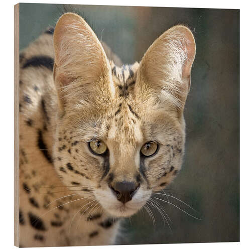 Wood print  serval 