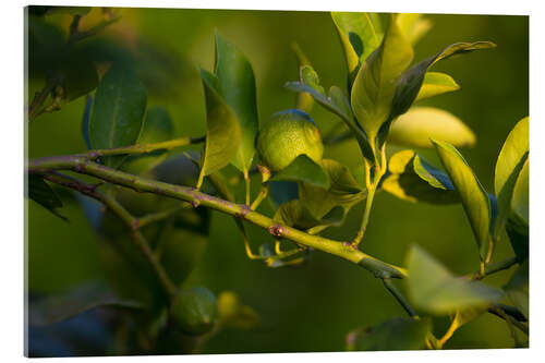 Akrylbillede Citrus tree branch illuminated by sunlight