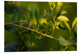 Foam board print Citrus tree branch illuminated by sunlight