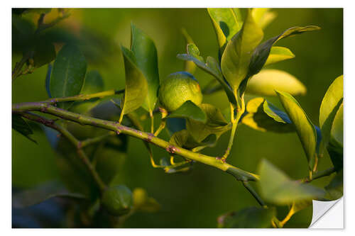 Autocolante decorativo Citrus tree branch illuminated by sunlight