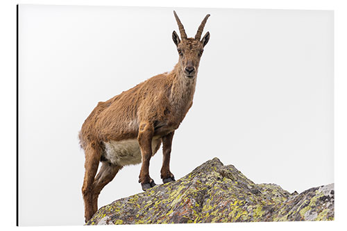 Aluminium print Ibex perched on rock isolated on white background