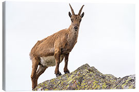 Stampa su tela Ibex perched on rock isolated on white background