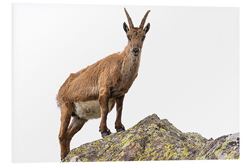 Foam board print Ibex perched on rock isolated on white background