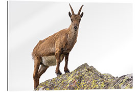 Gallery print Ibex perched on rock isolated on white background