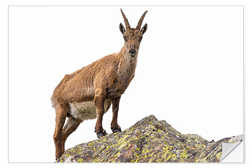 Wandsticker Steinbock hockte auf dem Felsen, der auf weißem Hintergrund lokalisiert wurde