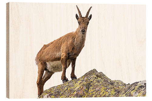 Holzbild Steinbock hockte auf dem Felsen, der auf weißem Hintergrund lokalisiert wurde