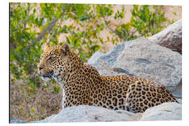 Aluminium print Leopard between rocks close up Kruger National Park, South Africa