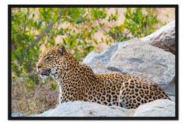 Gerahmter Kunstdruck Leopard zwischen Felsen nah herauf Nationalpark Kruger, Südafrika