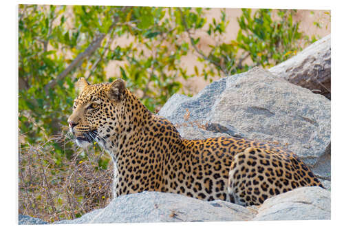 Foam board print Leopard between rocks close up Kruger National Park, South Africa