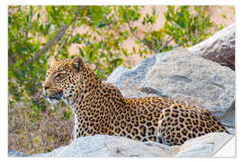 Wall sticker Leopard between rocks close up Kruger National Park, South Africa