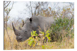 Aluminium print Rhino grazing in the bush, Kruger National Park, South Africa