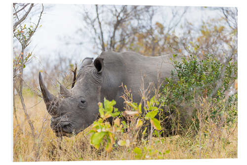 Cuadro de PVC Rhino grazing in the bush, Kruger National Park, South Africa