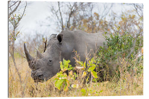 Gallery print Rhino grazing in the bush, Kruger National Park, South Africa