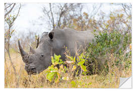 Naklejka na ścianę Rhino grazing in the bush, Kruger National Park, South Africa