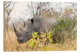 Holzbild Nashorn, das im Busch, Kruger Nationalpark, Südafrika weiden lässt