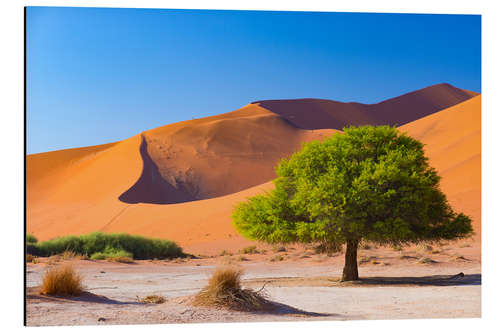 Aluminium print Sand dunes and Acacia trees at Sossusvlei, Namib desert, Namibia