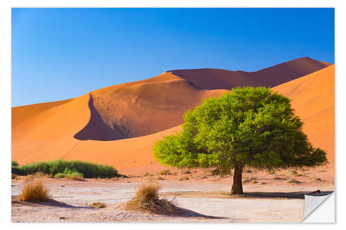 Sisustustarra Sand dunes and Acacia trees at Sossusvlei, Namib desert, Namibia