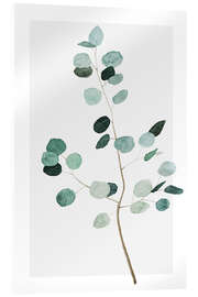 Acrylglasbild Silberdollar-Eukalyptus