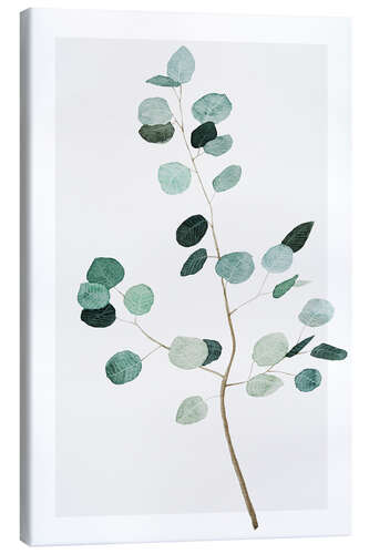 Canvas print Silver dollar eucalyptus