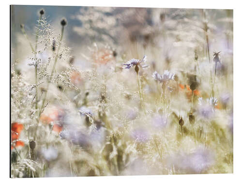 Aluminiumtavla Summer meadow in the morning