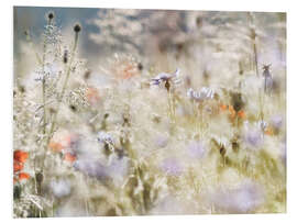 Foam board print Summer meadow in the morning