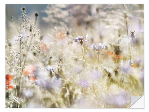 Sticker mural Summer meadow in the morning