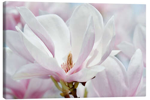 Canvas print Magnolia blossom macro