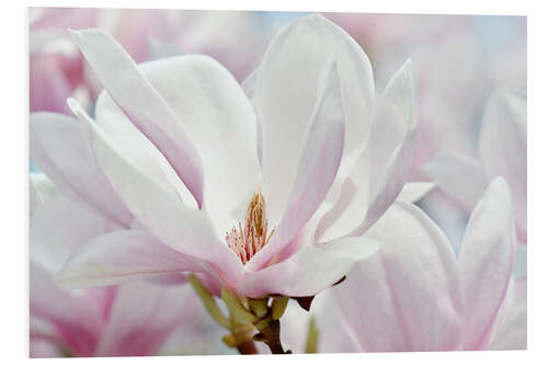 Foam board print Magnolia blossom macro