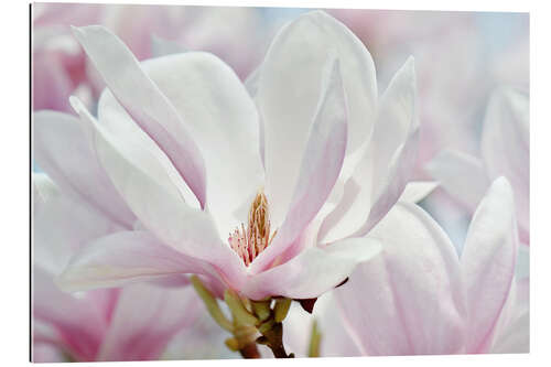 Gallery print Magnolia blossom macro