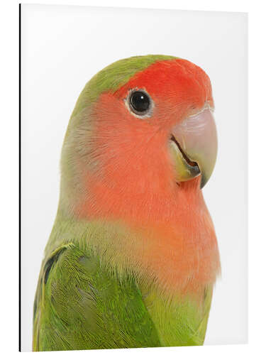 Cuadro de aluminio Cute peach-faced Lovebird