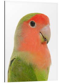 Aluminium print Cute peach-faced Lovebird