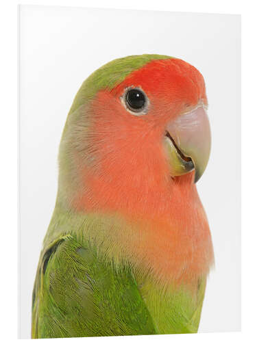 Foam board print Cute peach-faced Lovebird