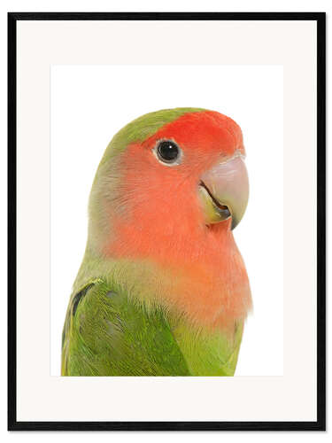 Impressão artística com moldura Cute peach-faced Lovebird