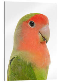 Gallery print Cute peach-faced Lovebird