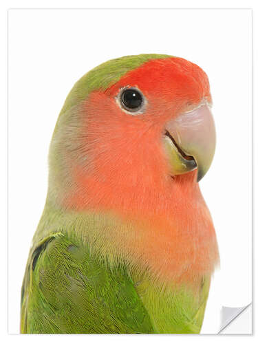 Wall sticker Cute peach-faced Lovebird