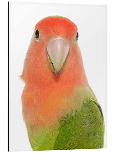 Obraz na aluminium Sweet Peach-faced Lovebird