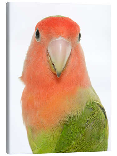 Quadro em tela Sweet Peach-faced Lovebird