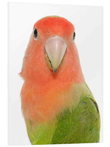 Foam board print Sweet Peach-faced Lovebird