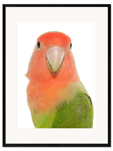 Impresión de arte enmarcada Sweet Peach-faced Lovebird