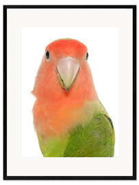 Framed art print Sweet Peach-faced Lovebird