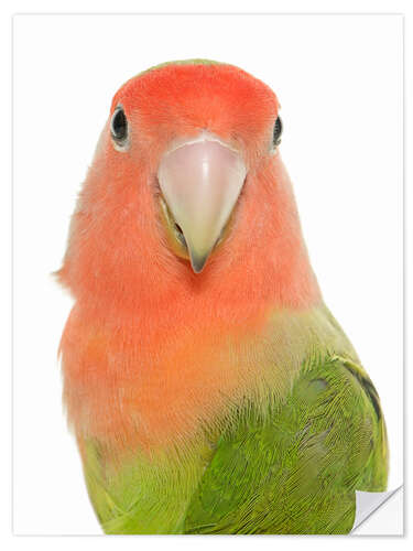 Wall sticker Sweet Peach-faced Lovebird