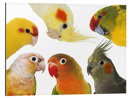 Aluminium print Colorful parakeets