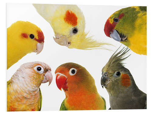 Foam board print Colorful parakeets