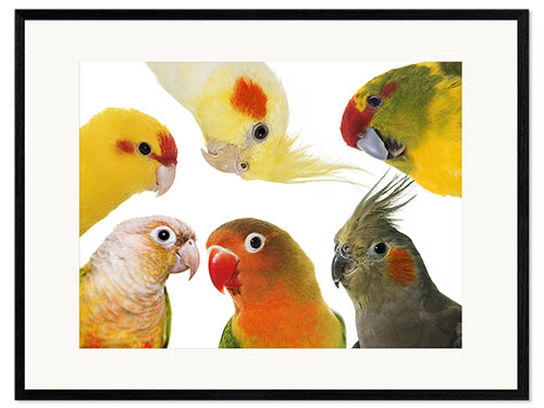 Framed art print Colorful parakeets