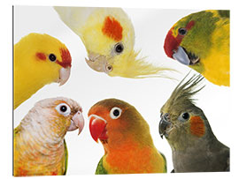 Gallery print Colorful parakeets